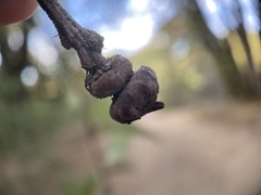 Heteroecus sanctaeclarae