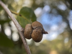 Heteroecus sanctaeclarae