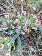 Euphorbia caput-medusae