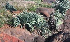 Boophone haemanthoides