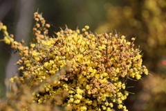 Acacia spinescens