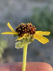 Encelia palmeri