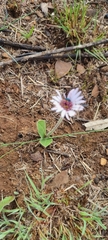 Gerbera viridifolia