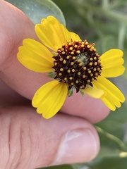 Encelia palmeri
