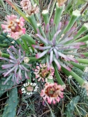 Euphorbia caput-medusae