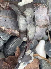 Membranipora membranacea