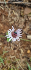 Gerbera viridifolia