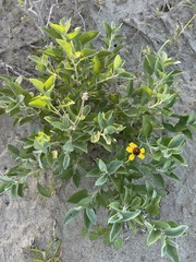 Encelia palmeri