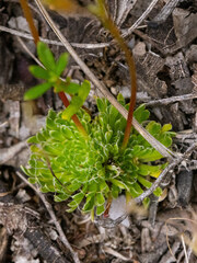 Stylidium piliferum