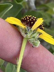Encelia palmeri