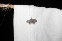 Nallachius americanus