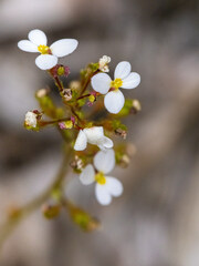 Stylidium piliferum