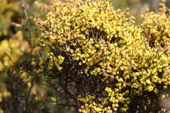 Acacia spinescens