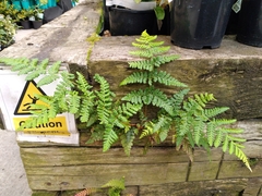 Dryopteris