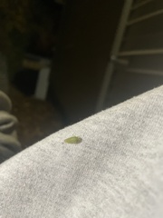 Gyponana octolineata