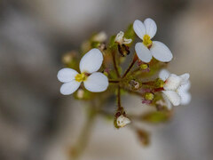 Stylidium piliferum