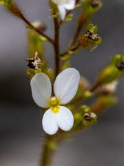 Stylidium piliferum