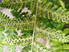 Dryopteris
