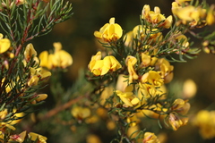 Pultenaea viscidula