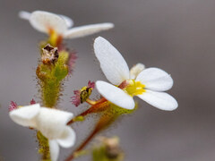 Stylidium piliferum