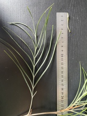 Grevillea whiteana