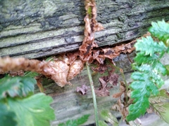 Dryopteris