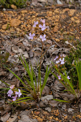 Stylidium affine