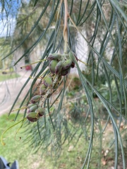 Grevillea whiteana