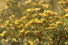 Pultenaea viscidula