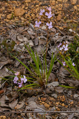 Stylidium affine