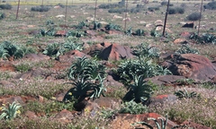 Boophone haemanthoides