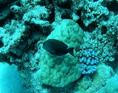 Acanthuridae