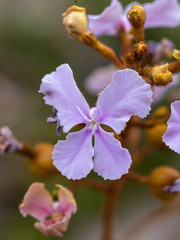 Stylidium affine