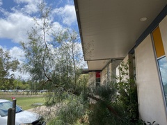 Grevillea whiteana