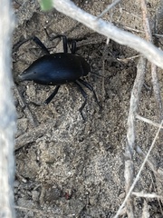 Eleodes eschscholtzii lucae