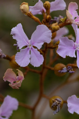 Stylidium affine