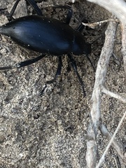 Eleodes eschscholtzii lucae