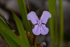 Stylidium affine