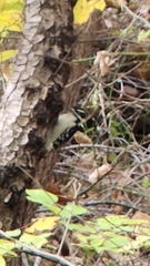 Dryobates pubescens