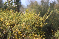 Pultenaea viscidula