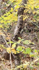 Dryobates pubescens