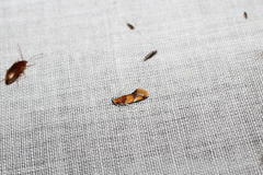 Epicallima argenticinctella