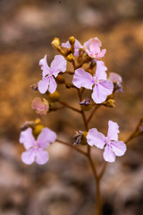 Stylidium affine