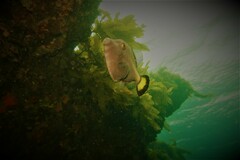 Meuschenia flavolineata