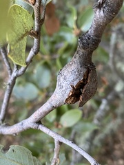 Dryocosmus asymmetricus