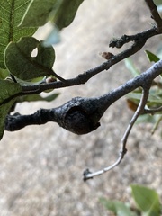 Dryocosmus asymmetricus
