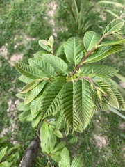Castanea sativa