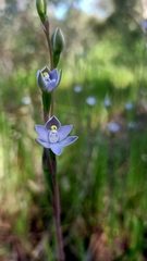 Thelymitra pauciflora