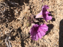 Ipomoea bolusiana