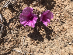 Ipomoea bolusiana